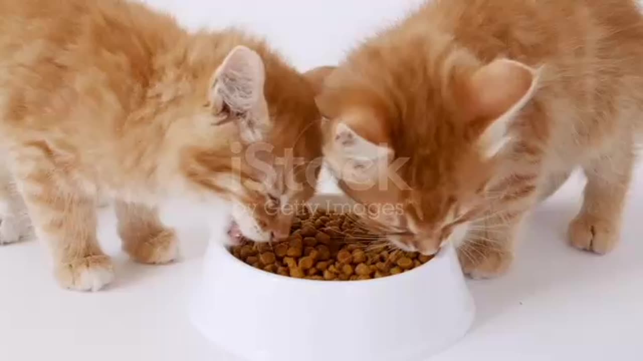 Funny Cats And Kittens Want To Share Their Food Compilation