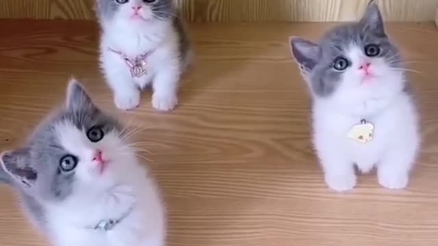 Funny Little Cat