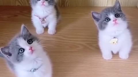 Funny Little Cat