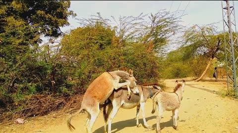 Male donkey mating first time with female donkey