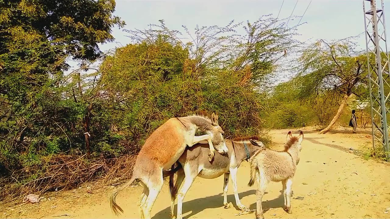 Male donkey mating first time with female donkey