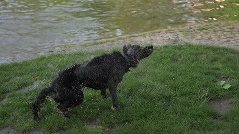 Dog Removing Water From Its Body Video