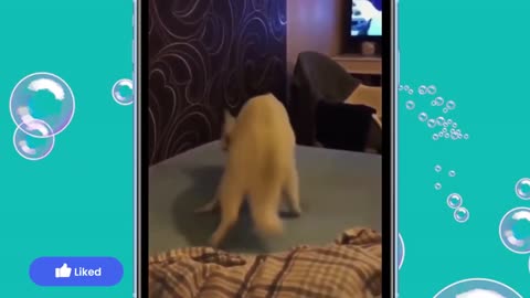 Fun Pets - Try not to laugh challenge 1.