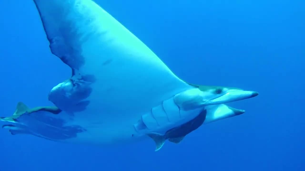 Mobula Rays With Remora Fish Attached Comes Close to Diver