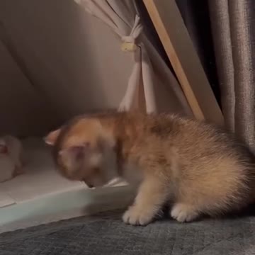 Funny animal in sleeping beauty