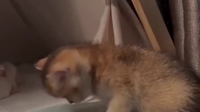 Funny animal in sleeping beauty