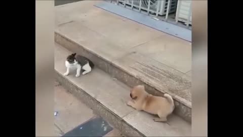 Cat VS Dog Funny Animal Videos