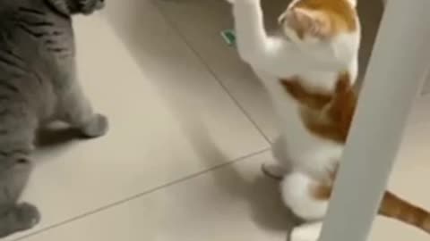 JUST 🤣A KITTY🐱 SLAM DOWN😆