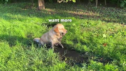 What a Clean Dog Looks Like