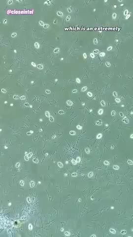 Hydrogen Peroxide kills bacteria FAST