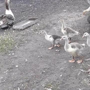 Ducklings wanted to run away