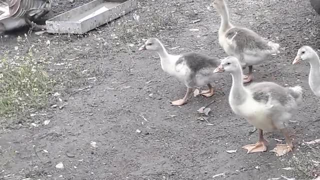 Ducklings wanted to run away