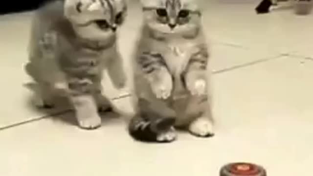 Cat Funny Video [2022] - Stop No Touching | theian