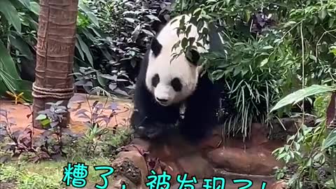 Panda doing bad things