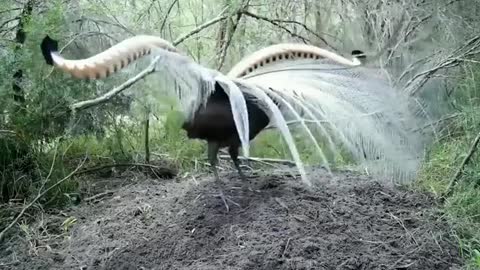 The Lyrebird