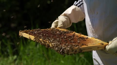 Watch honey bees in nature