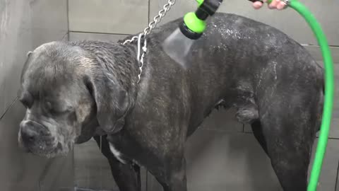 100lbs Cane Corso FREAKS for nail trim Why you shouldn't have plastic dog bowls