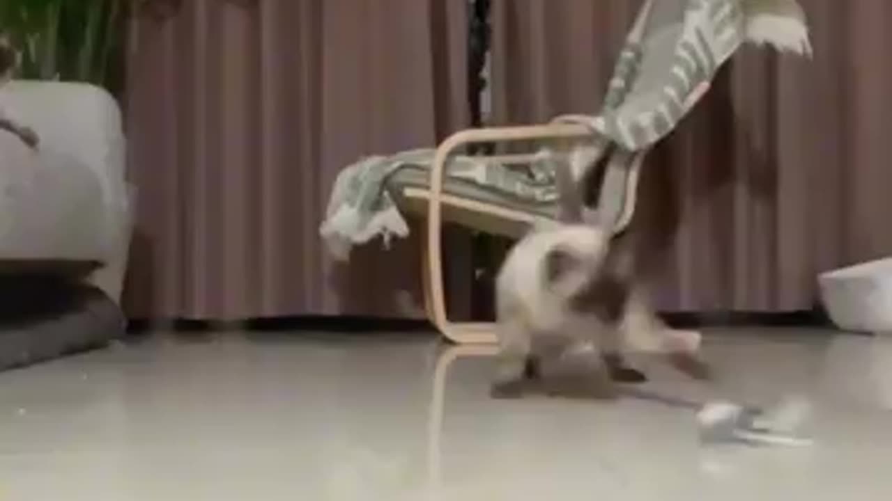 Funny animals videos 😻😻#funnyanimals #funnyvideo