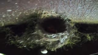 Bird nest with eggs