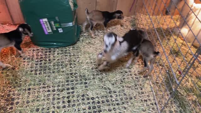 Baby Goats Playing A 02.2022