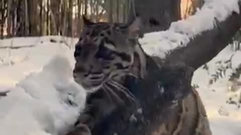 Snow Day!! Clouded Leopard Has a Snowy Romp