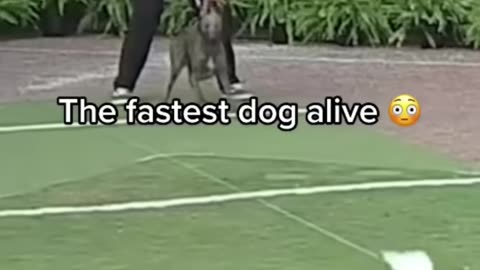 Atheltic Dog Video