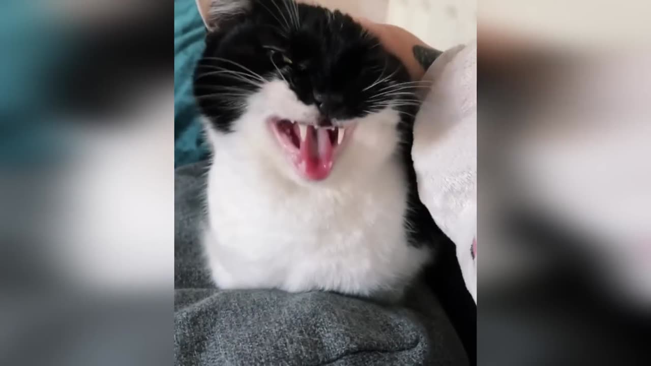 "Purr-fectly Hilarious: Funny cats 🐈 and Animal Antics Unleashed!" best video