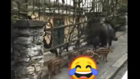 animals funny video