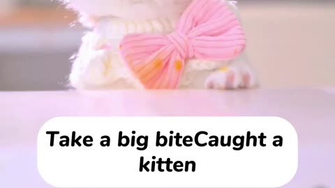 Cat eat