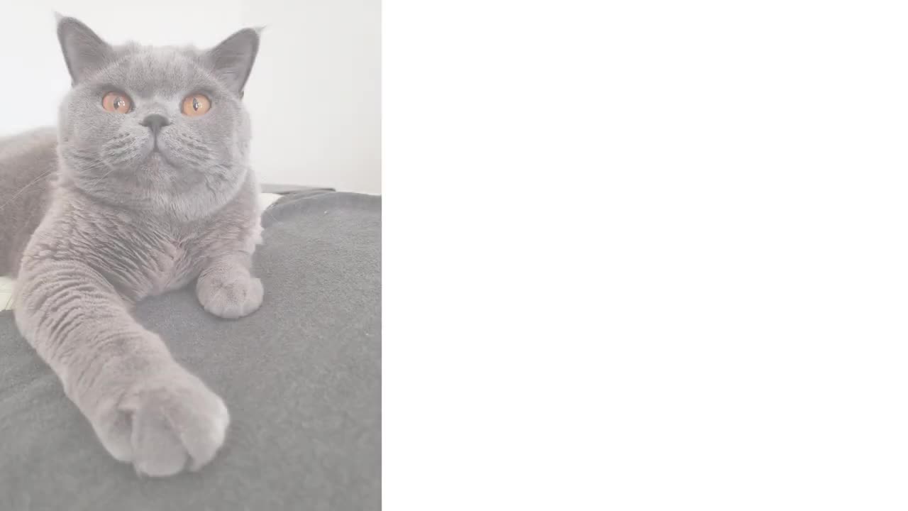 British Shorthair Cat 101