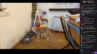 2022-09-28 (1bis) - Asmr wifi croquettes pour chat !con - Twitch Triskelina (version avec chat)