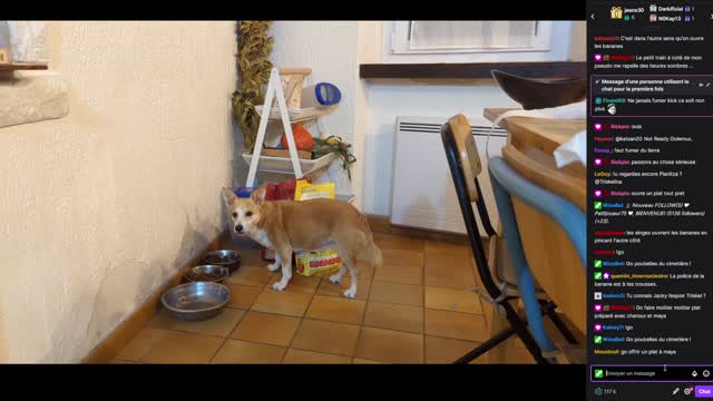2022-09-28 (1bis) - Asmr wifi croquettes pour chat !con - Twitch Triskelina (version avec chat)