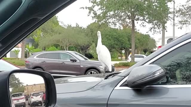 Crane pooping on a car