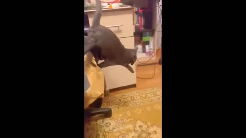 Funniest cats 😹 try not to laugh at these hilarious animals fun network of lovely