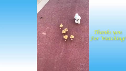 Cute Cats & Funny Dogs Videos compilation 2021
