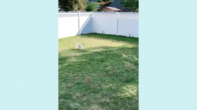 Funny cat 🐈