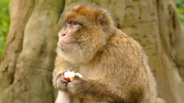 berber macaque money eating an apple