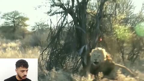 Lion vs Hunter in africa