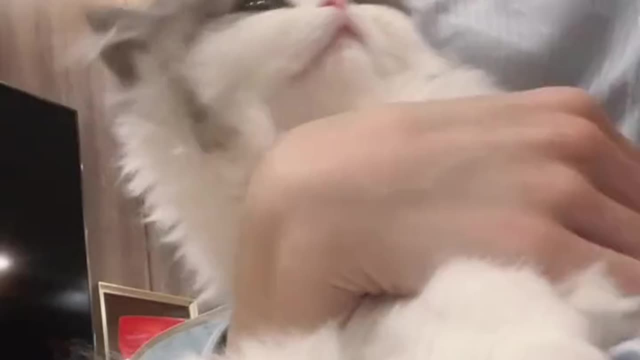 CUTE KITTY ❤️
