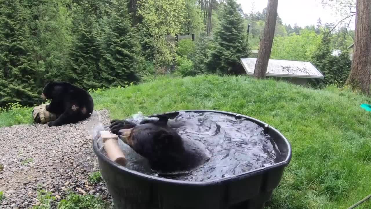 Black Bear Takoda Takes A Splashy Bath