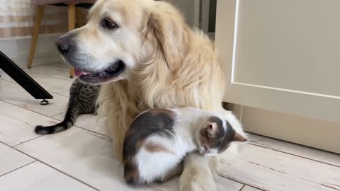 Cute Kittens Wake Up a Golden Retriever