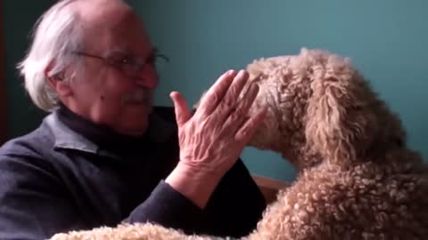 The 5 Most Intelligent Dog Breeds in the World