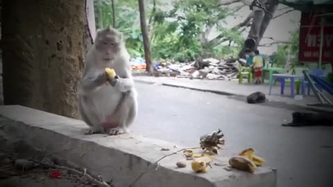 Hilarious Video of a Monkey Stealing and Enjoying His Stolen Treat