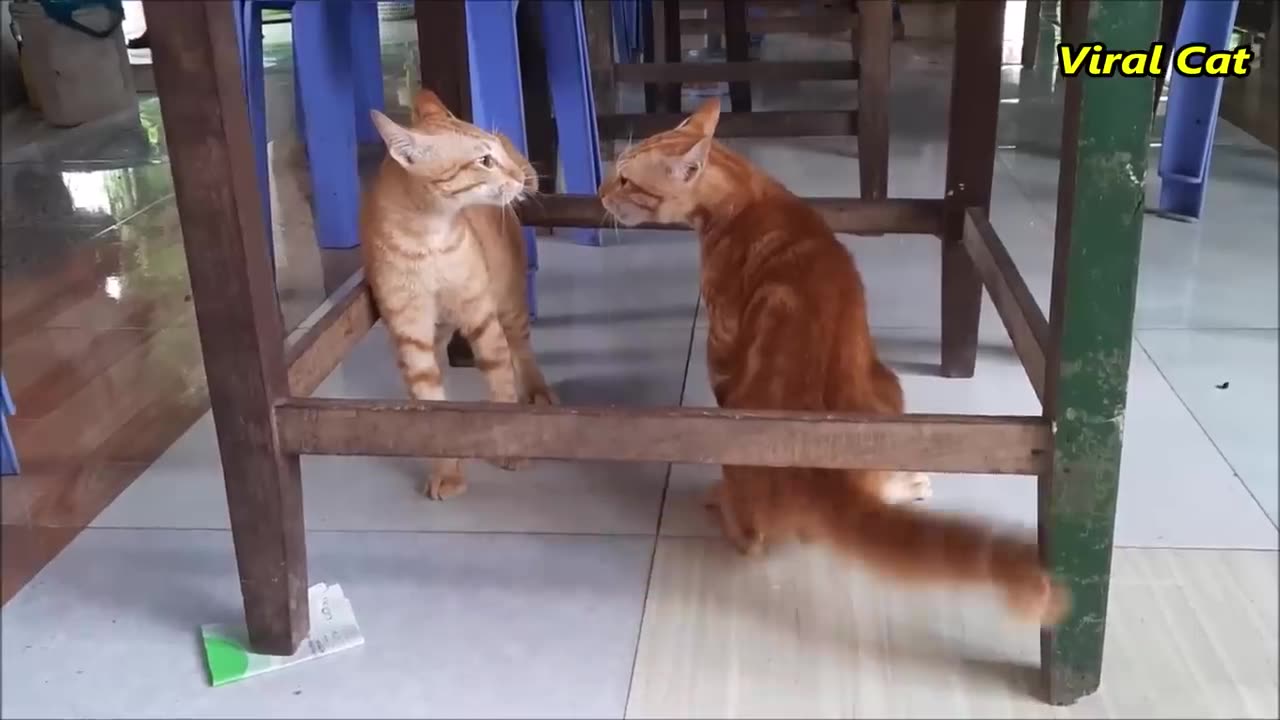 Cats fighting video funny#