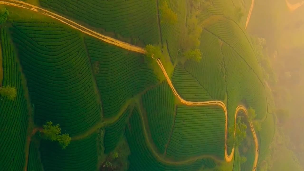 Morning light. ❤️ 📍Long Coc tea hills, Vietnam #teahill #sunrise #travel #drone #nature #vietnam