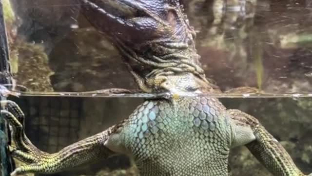 Any friends who like little lizards? I look a little scared