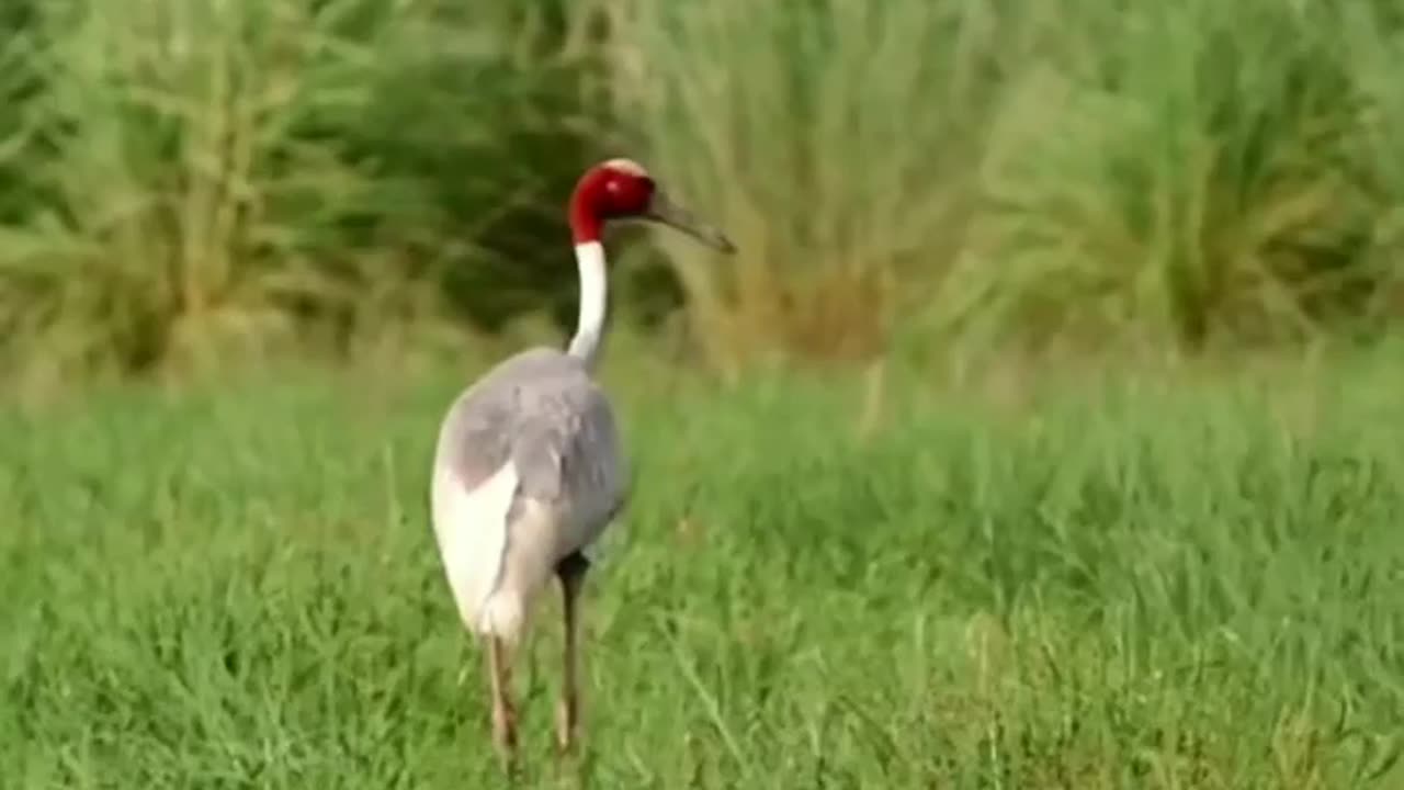 Wait.. let the magic happen.. See it come live #saruscrane