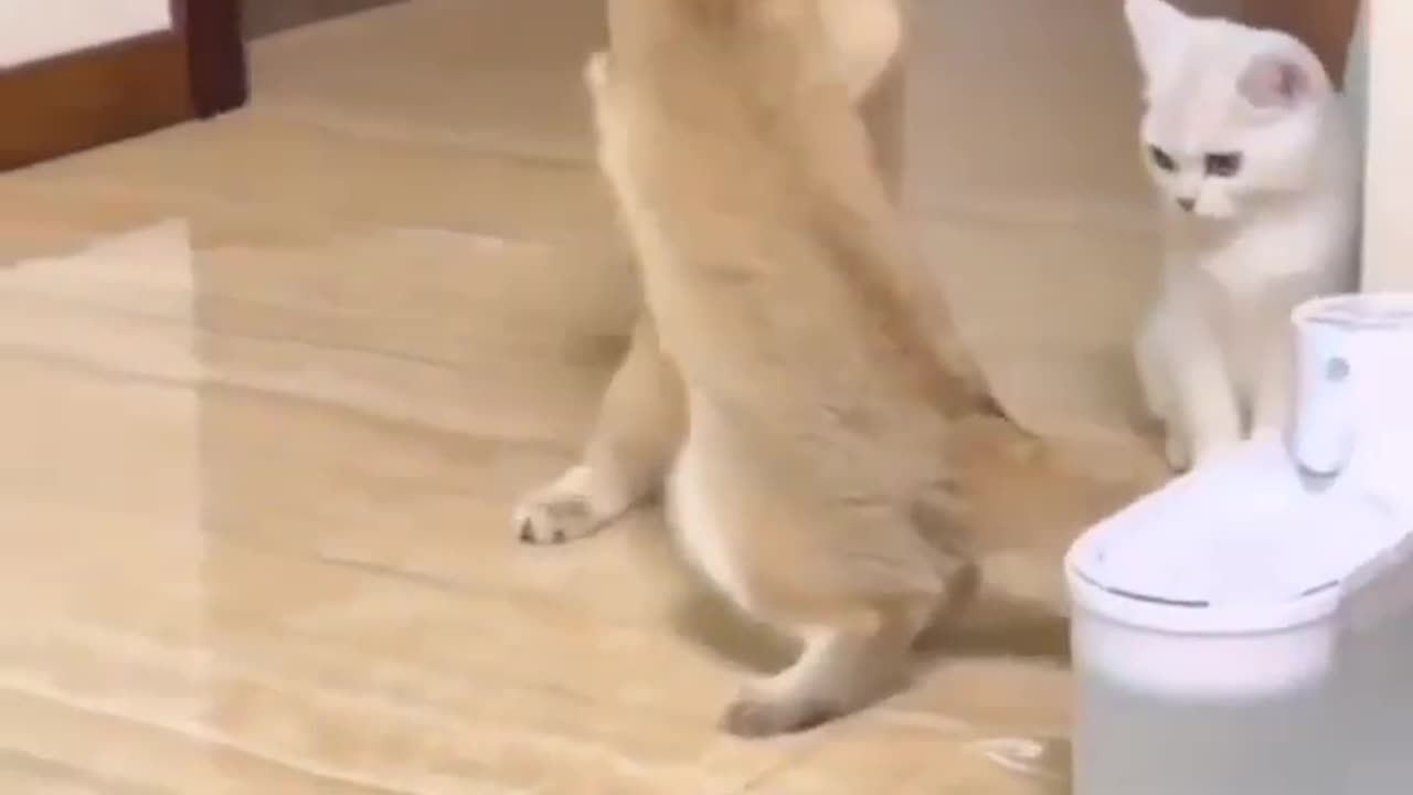 WO CATS VADIVEL FIGHT