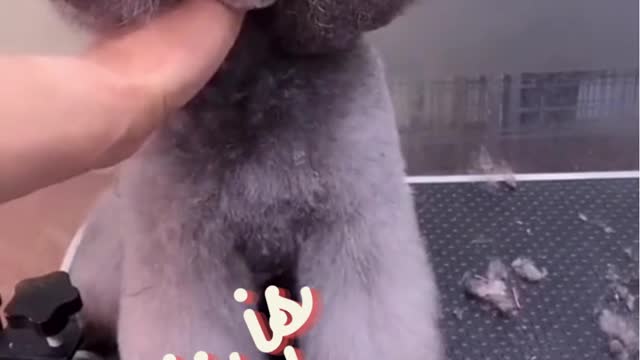 The Cutest Gray pup in the world getting a makeover