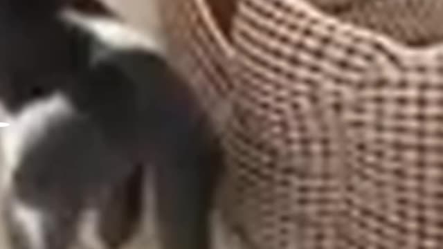 Funny Cats 😹 - Don't Try To Stop Laughing 🤣 - Funniest Cats Ever